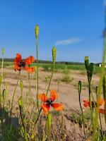 Sandmohn_Papaver_argemone_BKLS